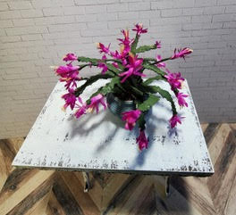 May Flowers