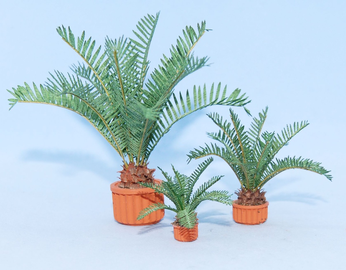 Sago Palm workshop