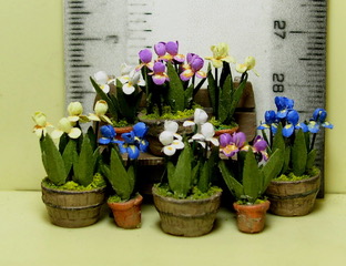 May Flowers
