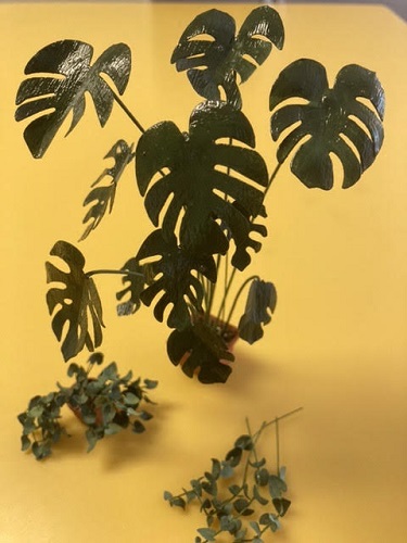 Plants